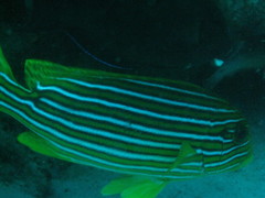 Plectorhinchus polytaenia