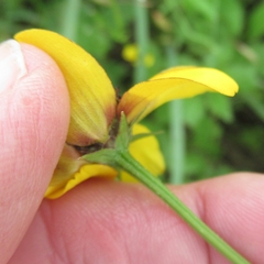 Rudbeckia amplexicaulis