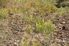 Iris imbricata