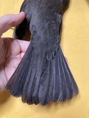 Turdus merula aterrimus