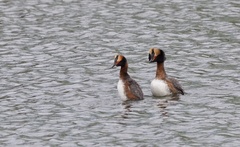 Podiceps auritus