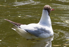 Chroicocephalus ridibundus