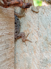 Gonatodes caudiscutatus