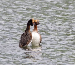 Podiceps auritus