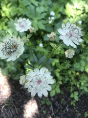 Astrantia