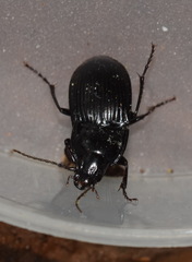 Abax parallelepipedus