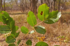 Brachystegia spiciformis