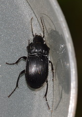 Abax parallelepipedus