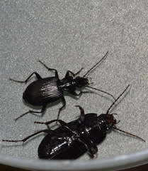 Abax parallelepipedus