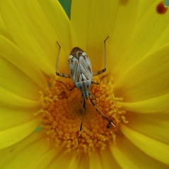 Closterotomus histrio