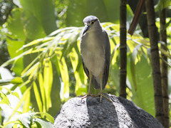 Nycticorax nycticorax