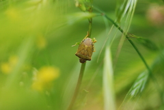 Peribalus strictus strictus