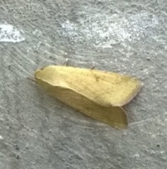 Lepidoptera
