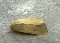 Lepidoptera