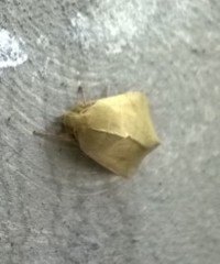 Lepidoptera