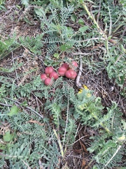 Astragalus crassicarpus
