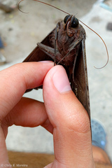 Ascalapha odorata