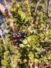 Notanthera heterophyllus