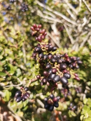 Notanthera heterophyllus