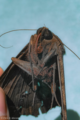 Ascalapha odorata
