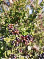 Notanthera heterophyllus