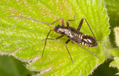 Miris striatus