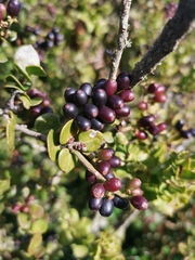 Notanthera heterophyllus