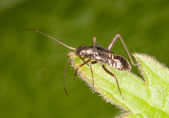Miris striatus