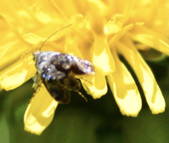 Neocaloreas leucobasis