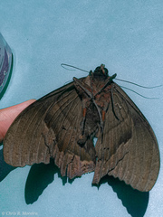 Ascalapha odorata