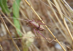 Acrometopa servillea