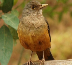 Turdus rufiventris