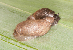 Succinea putris