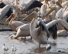 Pelecanus onocrotalus