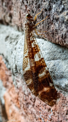 Millerleon subdolus