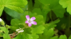 Geranium rotundifolium