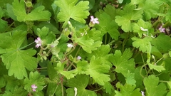 Geranium rotundifolium