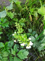 Cardamine pratensis