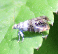 Neocaloreas leucobasis