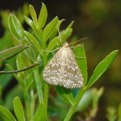 Evergestis frumentalis