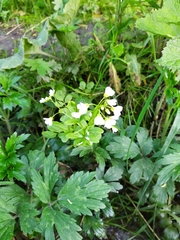 Cardamine pratensis