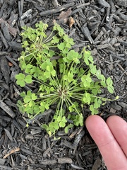 Oxalis laxa