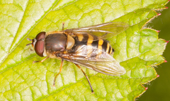 Syrphus