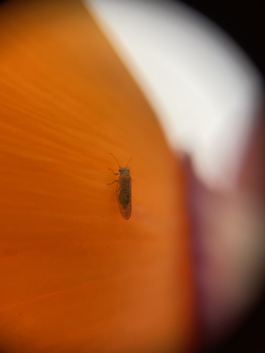 Acacia Psyllid photo 3