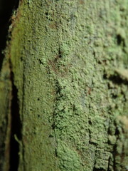 Chaenotheca stemonea