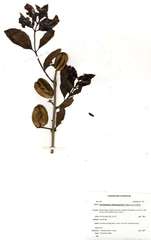 Combretum adenogonium