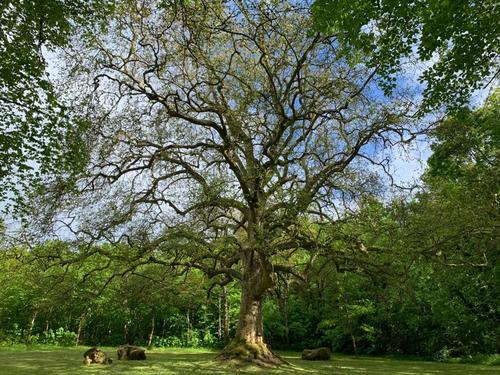 Platanus ×acerifolia iNat (1)