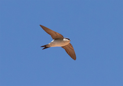 Common House Martin photo 6