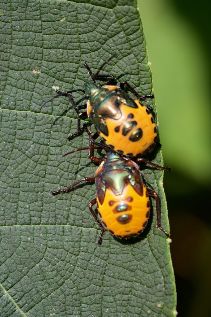 ocellated shield bug