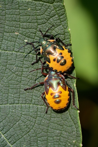 ocellated shield bug